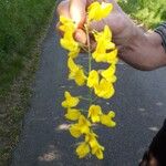 Laburnum anagyroidesFleur