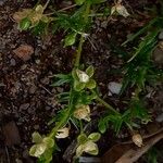 Sagina procumbens Flor