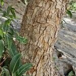 Ficus cordata Corteza