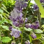 Wisteria frutescens Flower