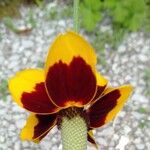 Ratibida columnifera Flower