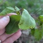 Lonicera flava Hoja