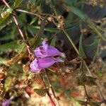 Penstemon richardsonii Floare
