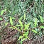 Persicaria mitis ഇല