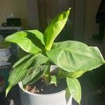 Spathiphyllum floribundum Συνήθη χαρακτηριστικά