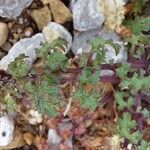 Scrophularia lucida Leaf
