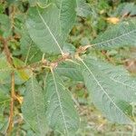 Salix cinerea পাতা