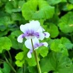 Viola hederacea Çiçek