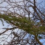 Vachellia xanthophloea Folha