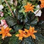 Calathea crocata Flower