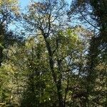 Catalpa bignonioides Hàbitat