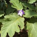 Solanum wrightii Flor