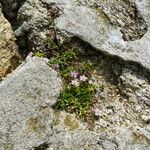 Spergularia rupicola പുഷ്പം