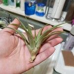 Tillandsia paucifolia Frunză