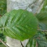 Alnus incana पत्ता