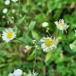 Erigeron strigosus फूल