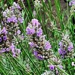 Lavandula angustifolia Квітка