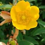 Hypericum × hidcoteenseFlower