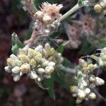 Pseudognaphalium undulatum Floro