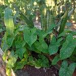 Caladium bicolor Leaf