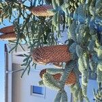 Abies procera Frucht