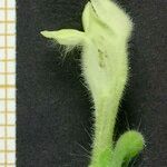 Scutellaria albida その他の提案