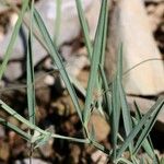 Lathyrus setifolius Leaf