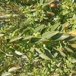 Aristotelia chilensis Fuelha