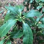 Rhododendron griffithianum Blatt