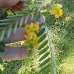 Senna auriculata Flower