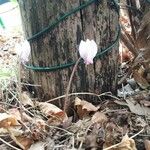 Cyclamen hederifolium Flors