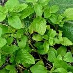 Stevia rebaudiana Fulla