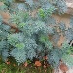 Ruta chalepensis Hoja