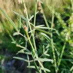 Crotalaria brevidens Hoja