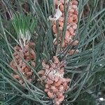 Pinus pinea Λουλούδι