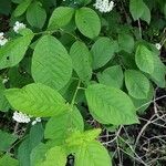 Prunus padus Leaf