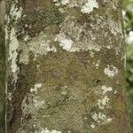 Pouteria cayennensis Kabuk