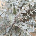 Astragalus layneae Hoja