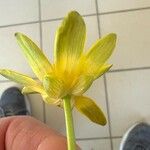 Ranunculus ficaria Çiçek