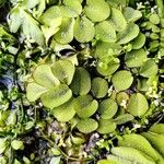 Salvinia natans Leaf