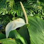 Spathiphyllum cannifolium ᱵᱟᱦᱟ