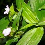 Tradescantia poelliae Συνήθη χαρακτηριστικά