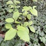 Ulmus americana Blad