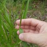 Urochloa eminii 葉