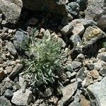 Artemisia umbelliformis Blad