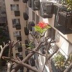 Ixora chinensis Blüte