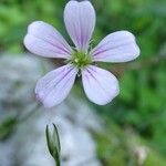 Petrorhagia saxifraga Blüte