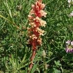 Orobanche elatior Žiedas