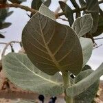 Calotropis procera Blatt