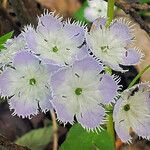 Phacelia purshii Flower